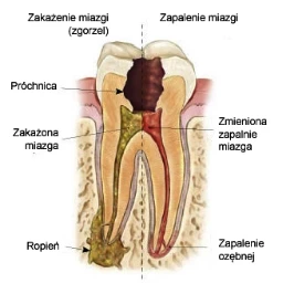 budowa zęba 1