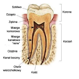 budowa zęba